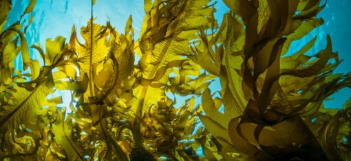 Marine Algae and Eczema