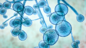 Candida fungi blue microscopic image