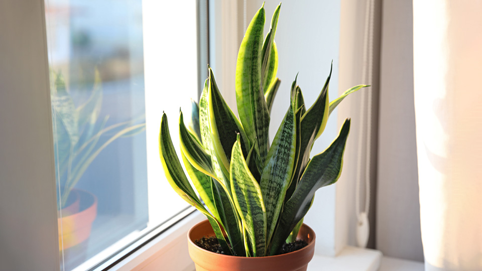 A snake plant in a terracotta pot sitting on a window ledge