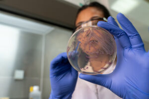 scientist in microbiology laboratory working with E coli culture